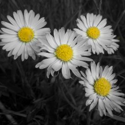 daisy flower nature freetoedit closeup