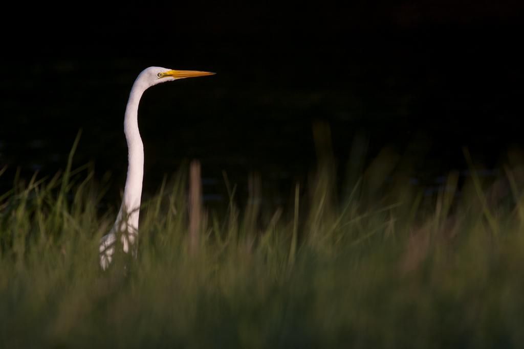 how dark background pops the subject