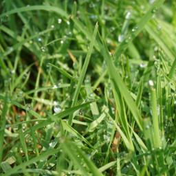 grass green photography macro water