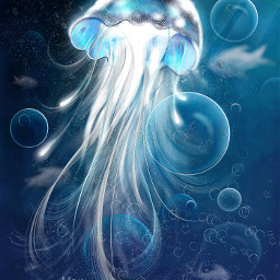dcjellyfish