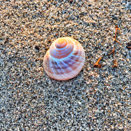 beach sand snail cowrie patarbeach