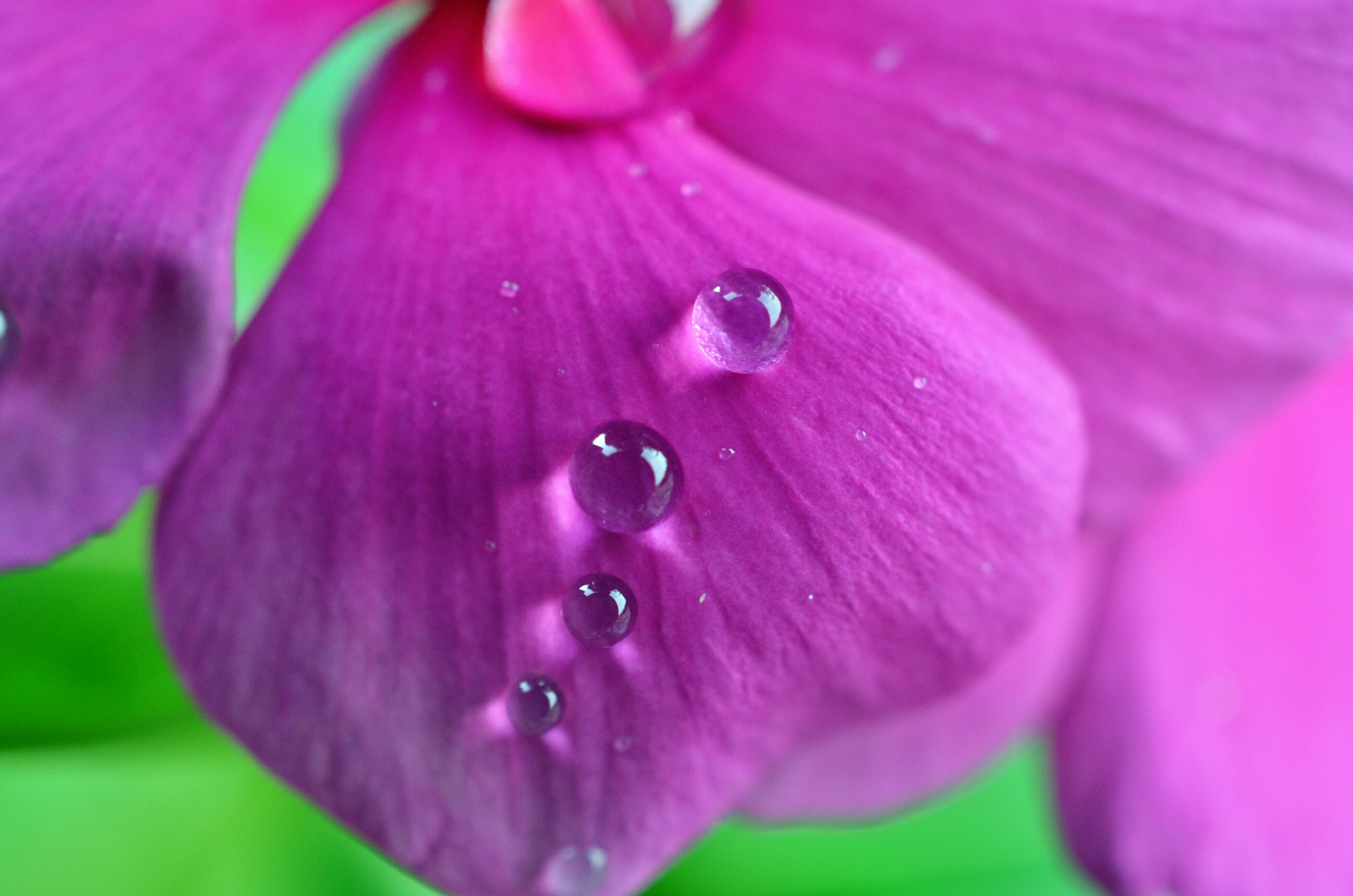 Droplets of yes and no#Droplets #NaturePhotography #FlowerPhotography #40mm #Nikon