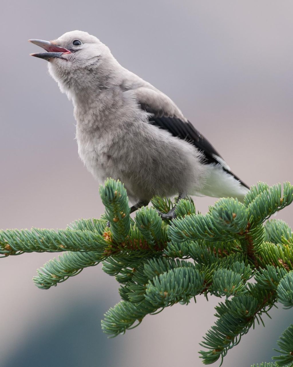 how to photograph birds